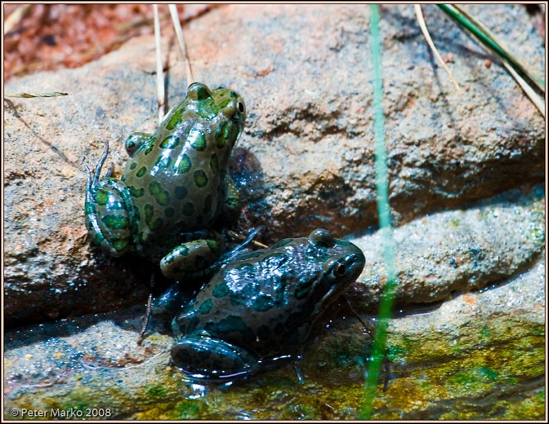 WV8X8476.jpg - Australian frogs, Sydney, Australia.